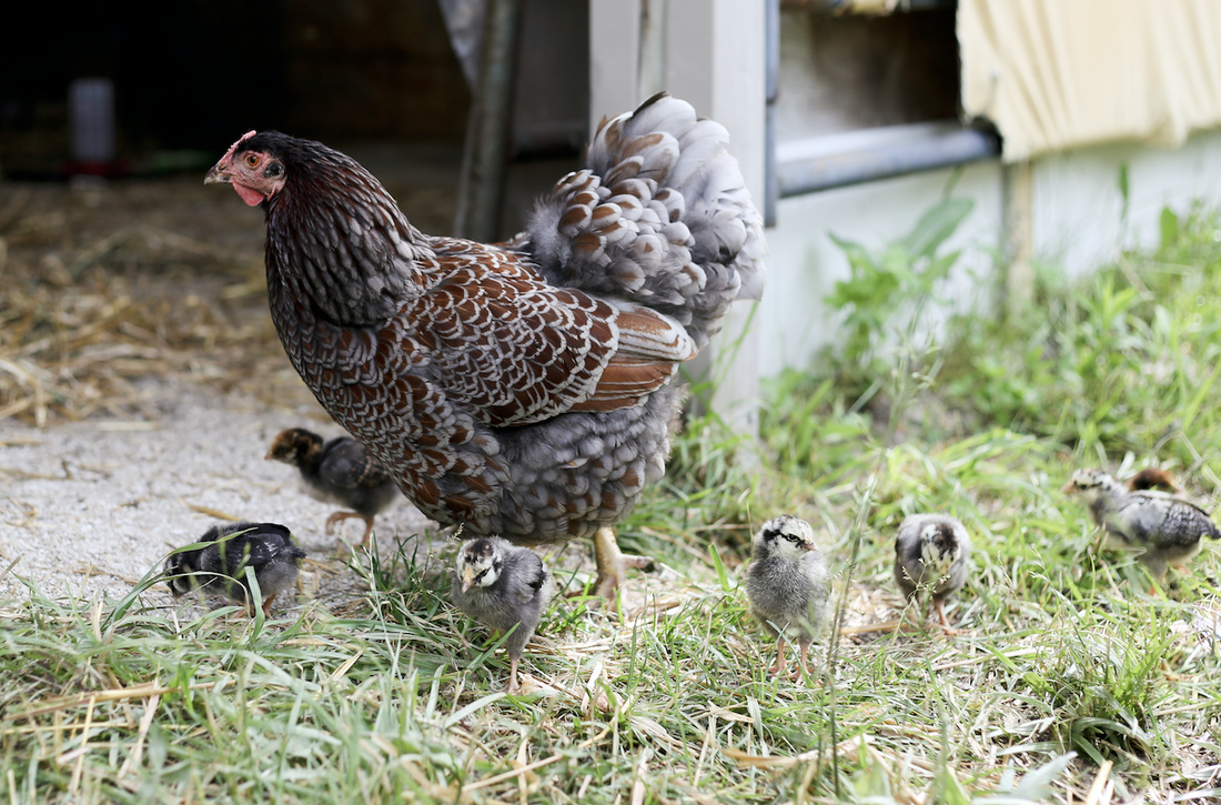 How to encourage a hen to go broody