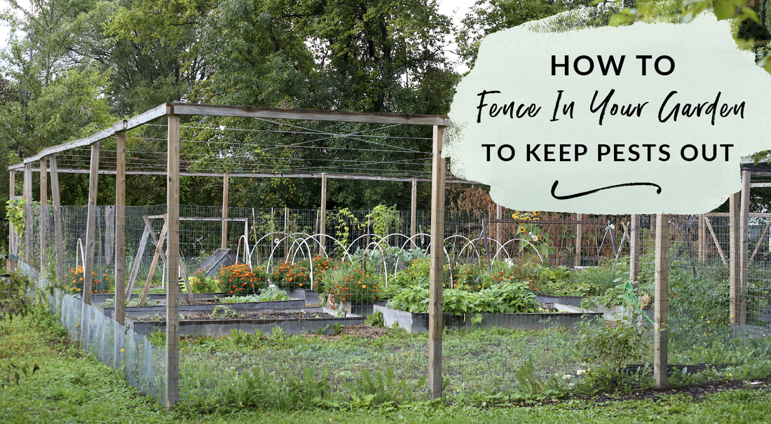 How To Fence In Your Garden To Keep Pests Out - Green Willow Homestead