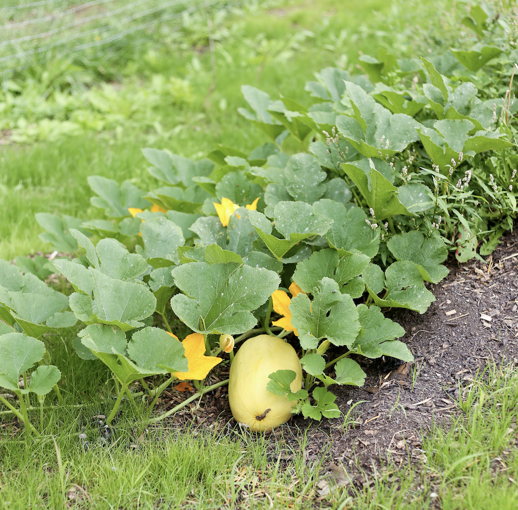 how to fertilize your first vegetable garden