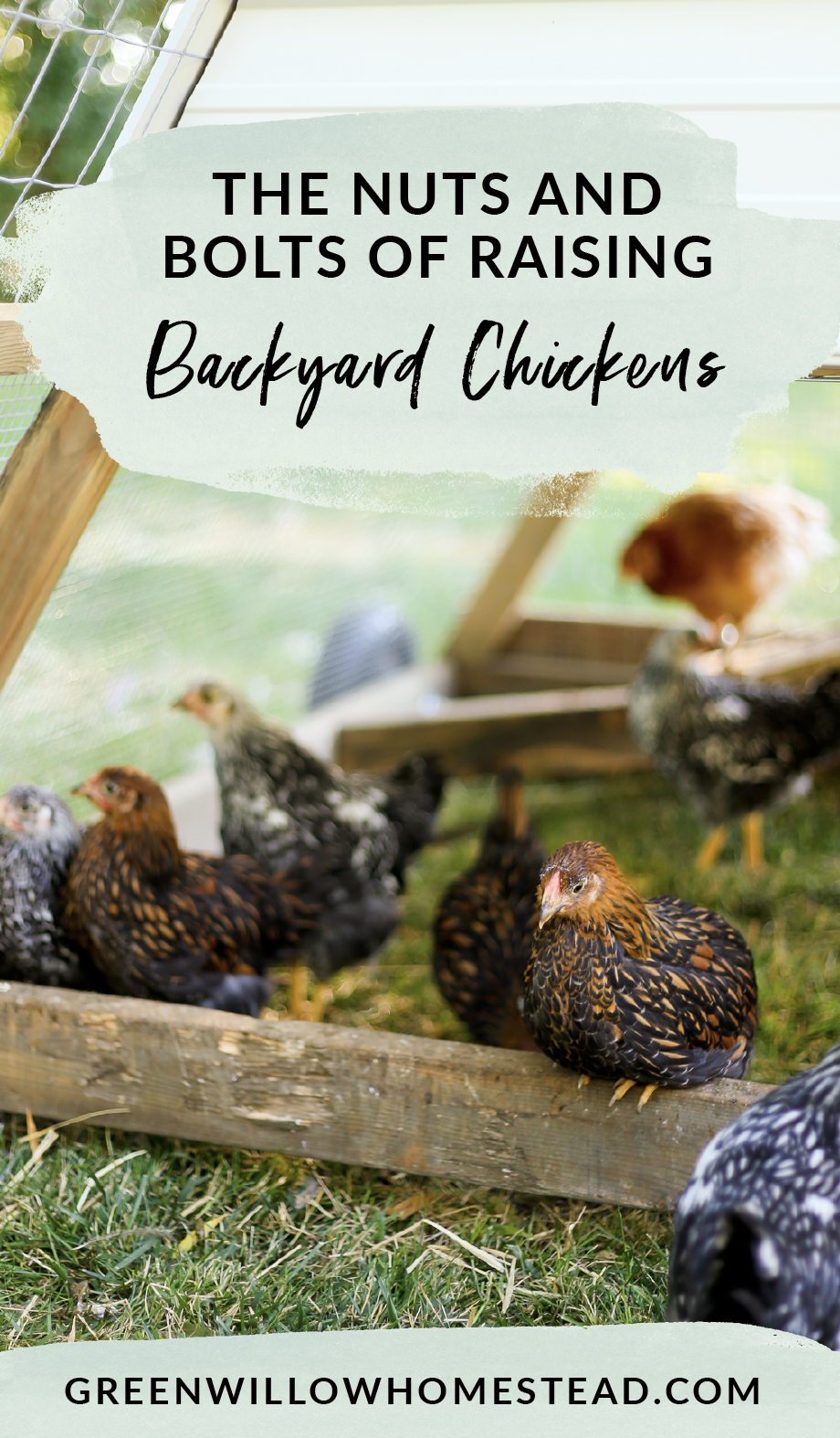  How to get started with backyard chickens, raising chickens for beginners