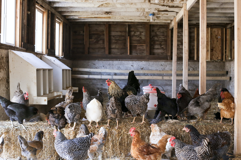 How to get started with chickens and what you need to know