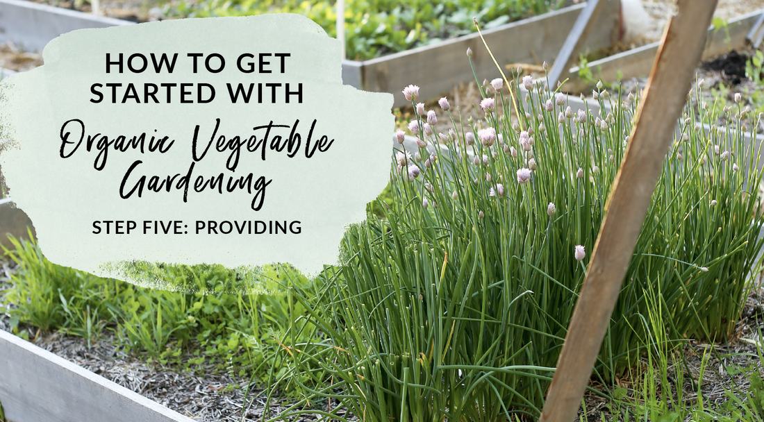 How to get started with organic vegetable gardening