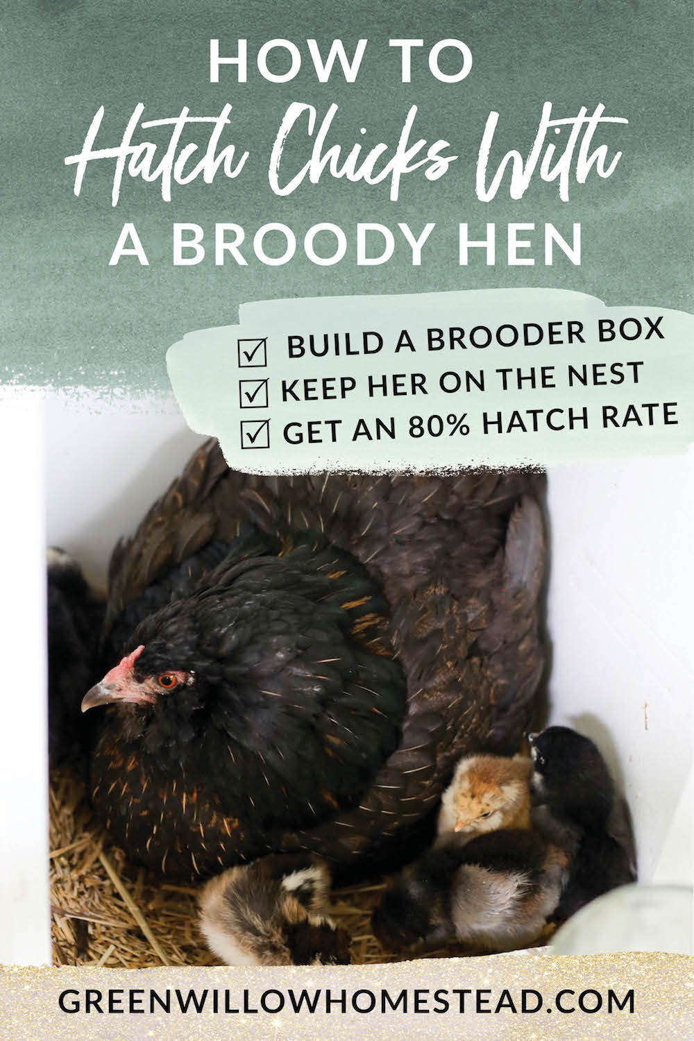 How to hatch chicks with a brooder hen everything you need to know