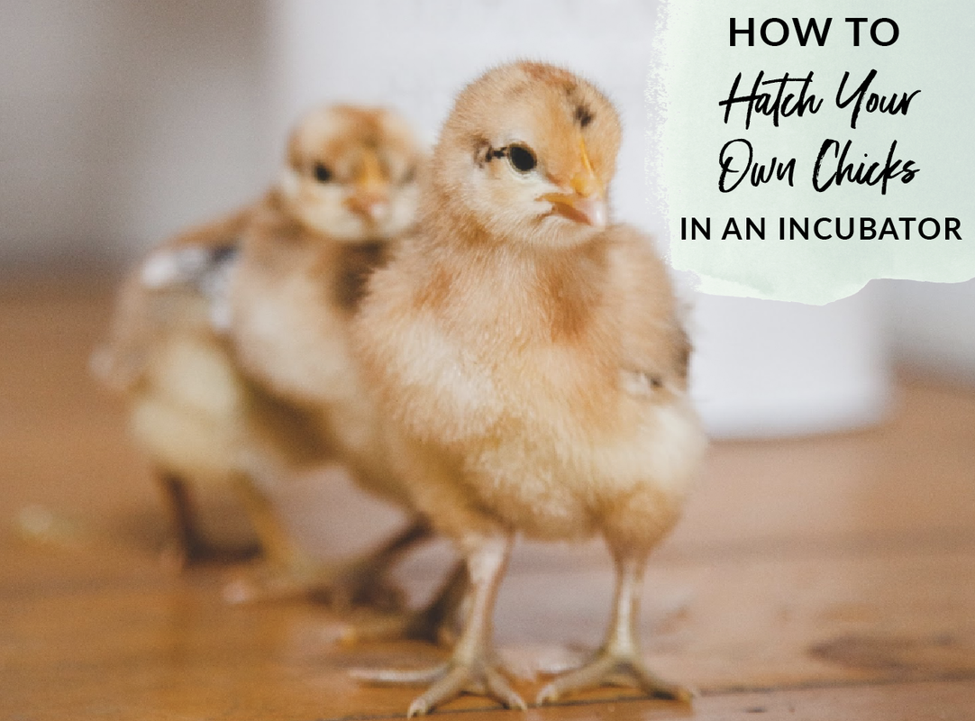 How to hatch your own chicks in an incubator guest post