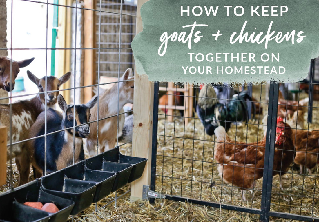 How to keep goats and chickens together on your homestead
