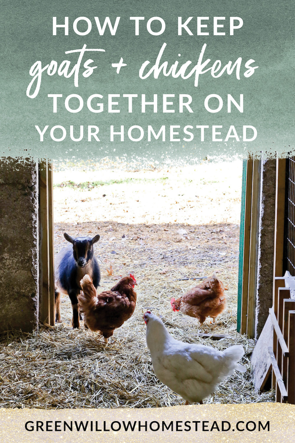 How to keep goats and chickens together on your homestead