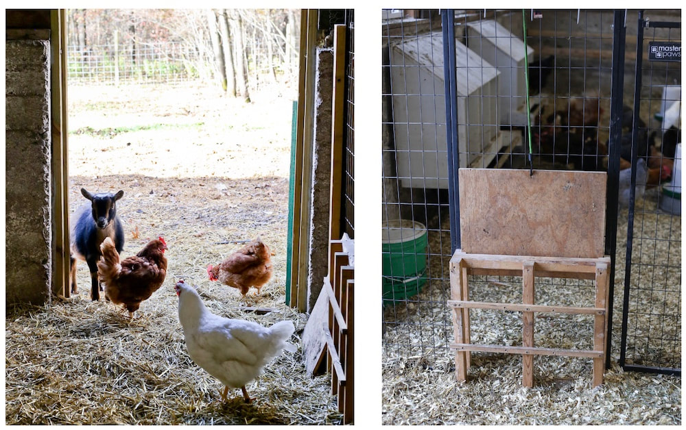 How to keep goats and chickens together