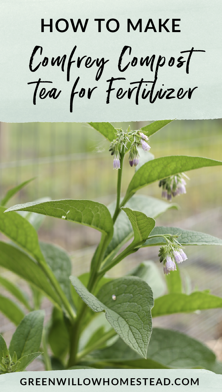 How to make comfrey compost fertilizer tea for your garden