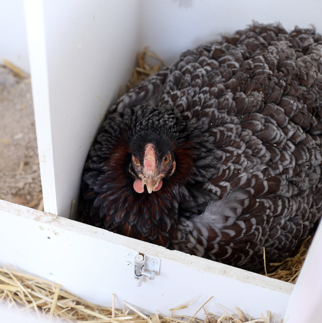 How to move a broody hen to a new spot