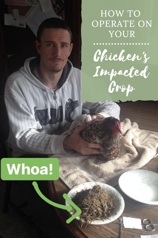 There are a few options available to you to fix your chicken’s impacted crop, but from my experience thus far there is only one way to truly cure the problem. Surgery. 