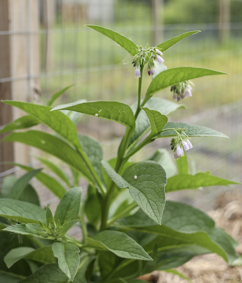 how to plant comfrey in a fruit tree guild