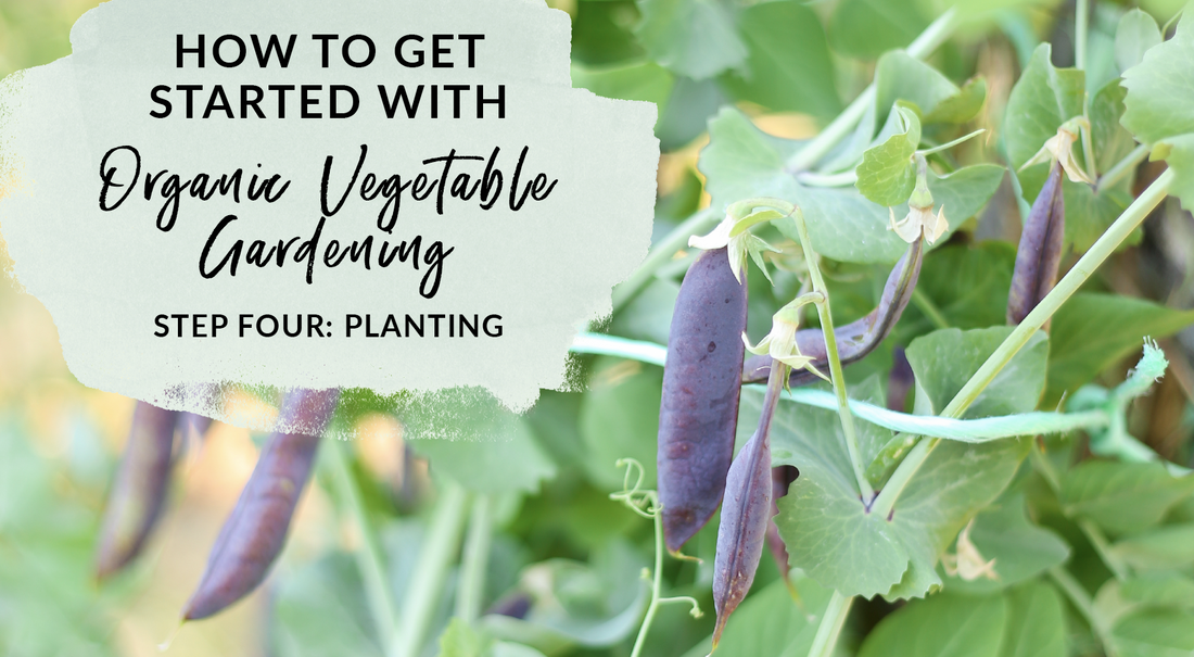 How to plant your first organic vegetable garden