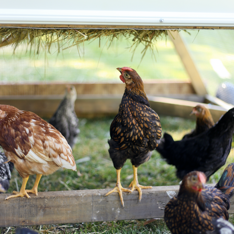 How to provide basic vet care to chickens