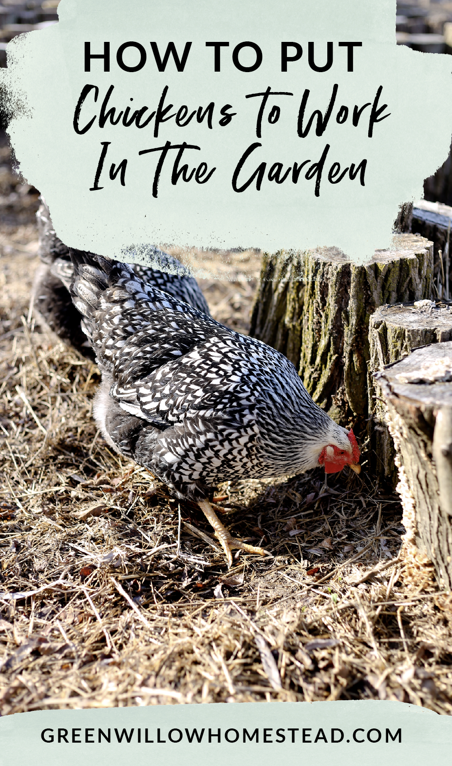 How to put chickens to work in the vegetable garden