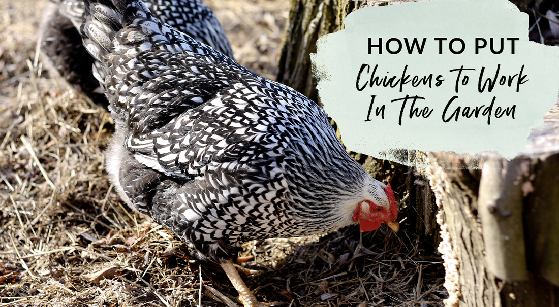 How To Put Chickens To Work In The Garden