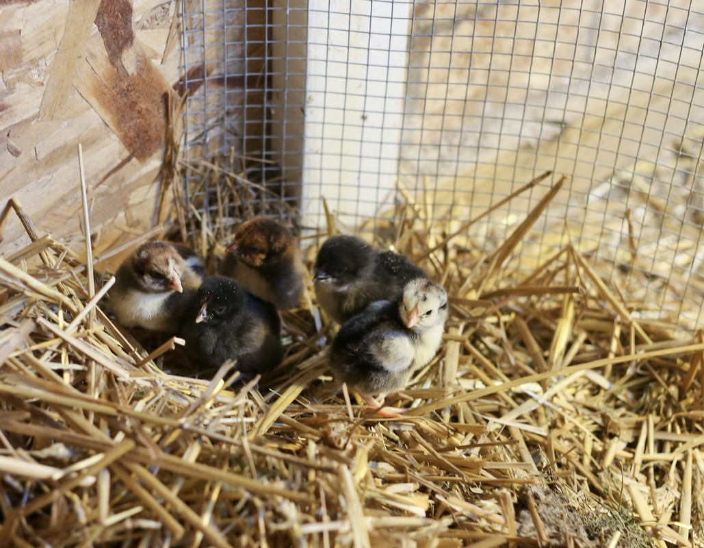 How to raise baby chicks for 30-daus of food security