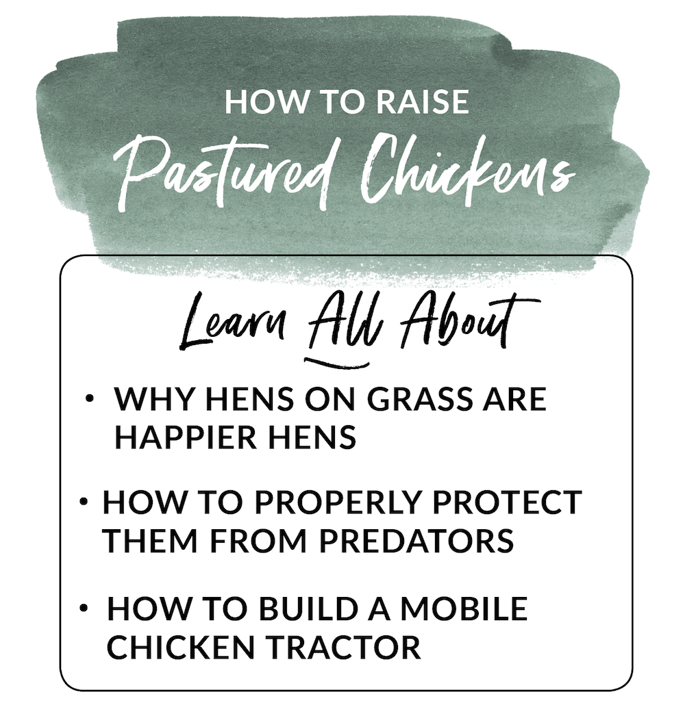 How to raise pastured chickens and protect them from predators