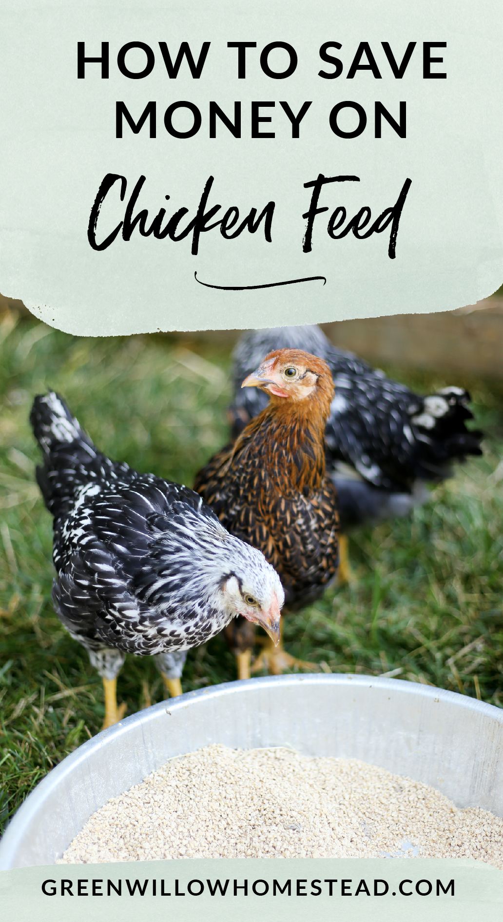 How to save money on chicken feed costs