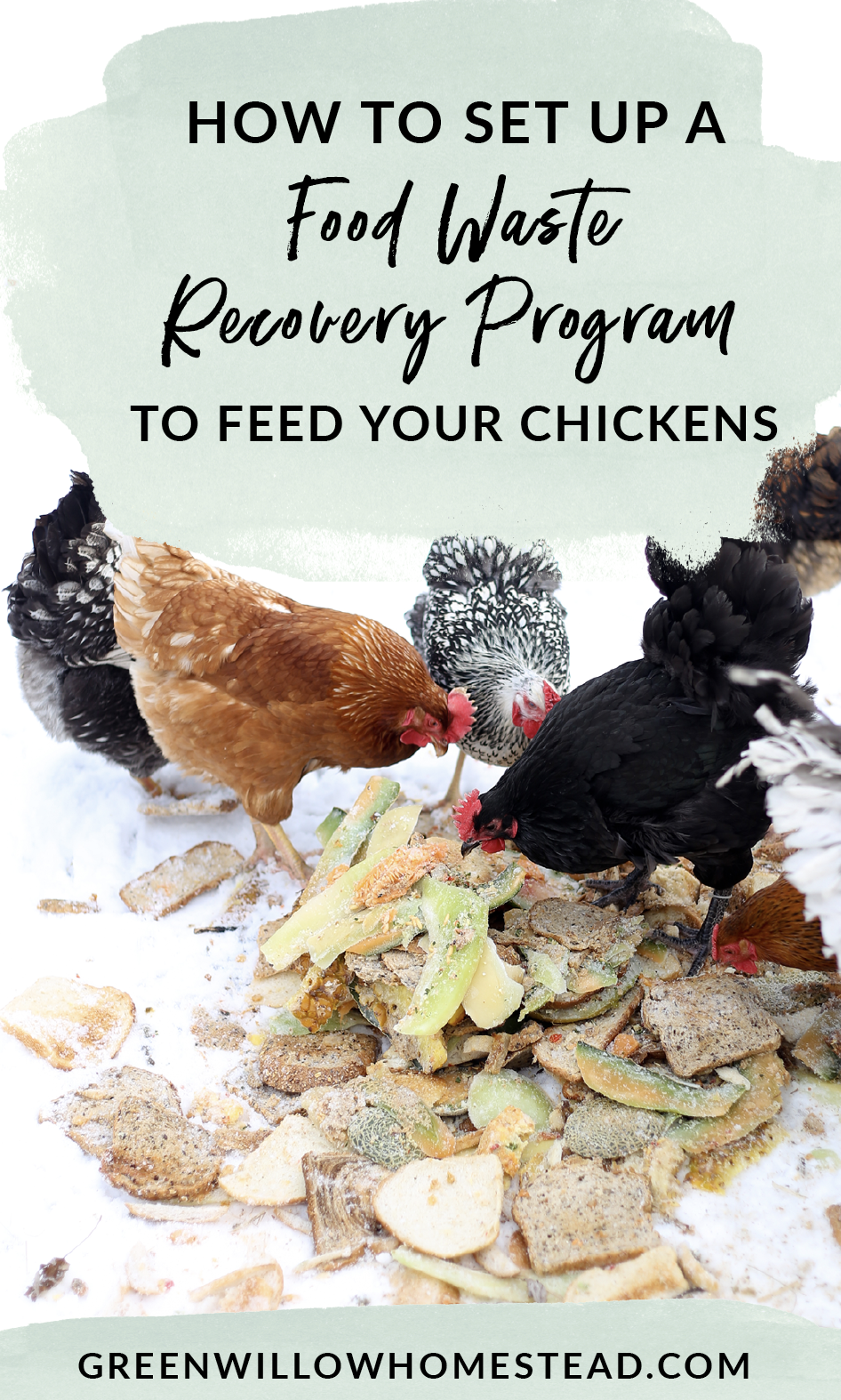 How to set up a food waste recovery system to feed your chickens and save on chicken feed costs