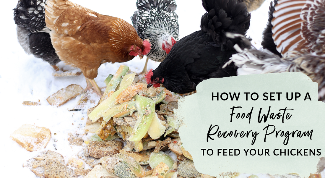 How To Set Up A Food Waste Recovery Program To Feed Your Chickens