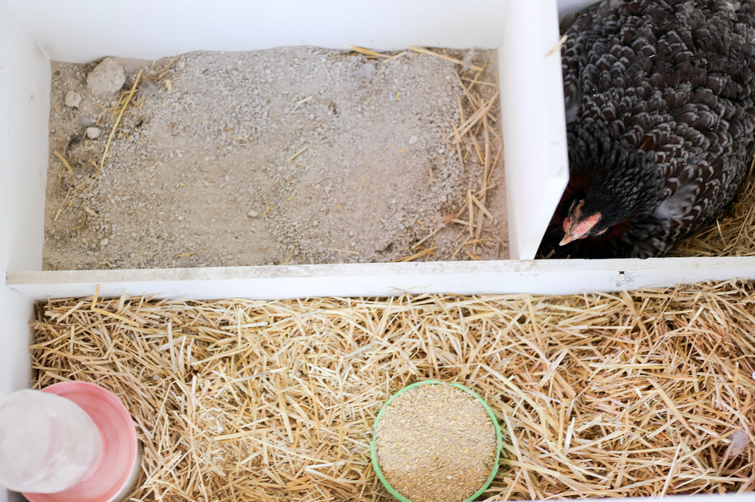 how to take care of a broody hen while she broods