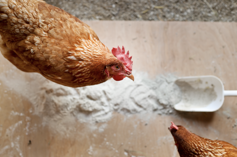 How to use diatomaceous earth with livestock like chickens