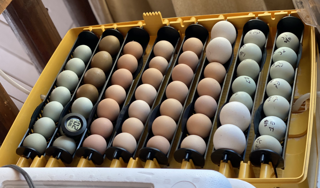 How to prep eggs for hatching in an incubator
