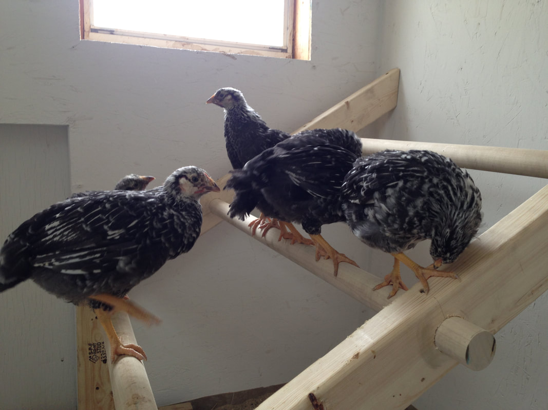 The pullets are getting used to their new chicken coop