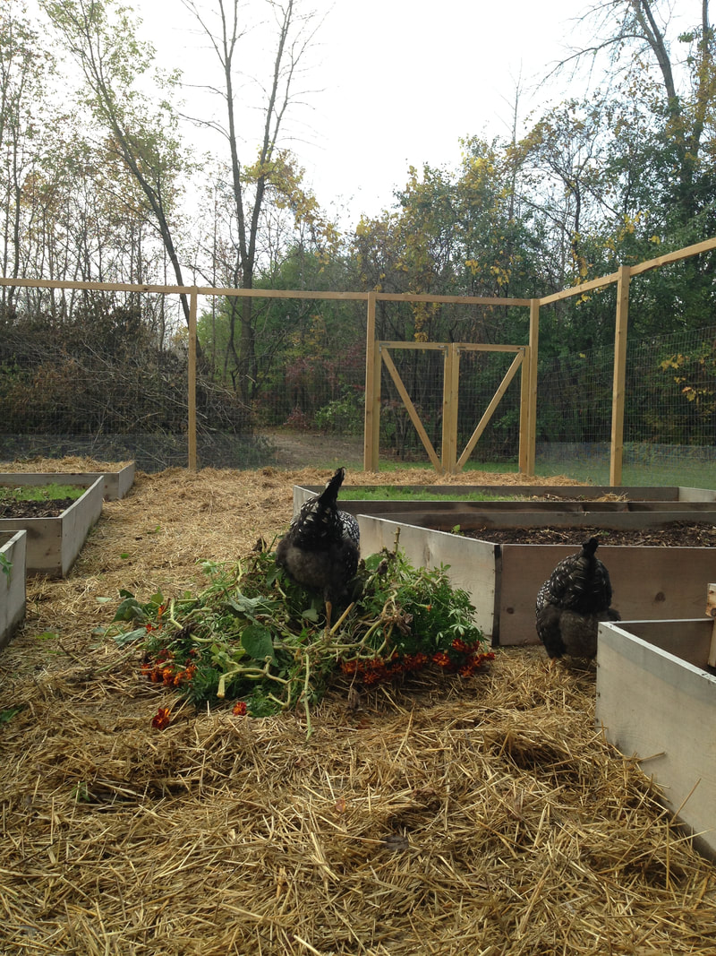 Chickens are cleaning up our garden at the end of the growing season