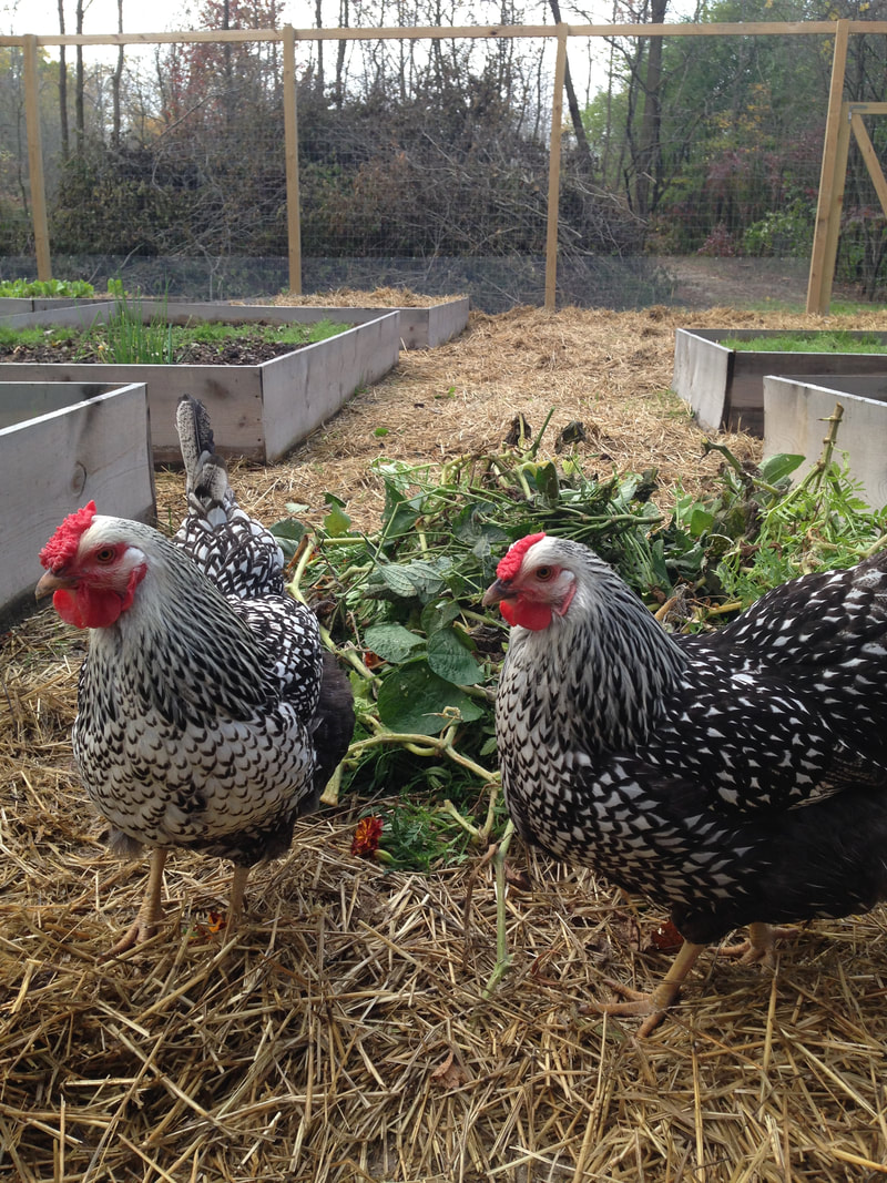 Silver Laced Wyandottes in our vegetable garden