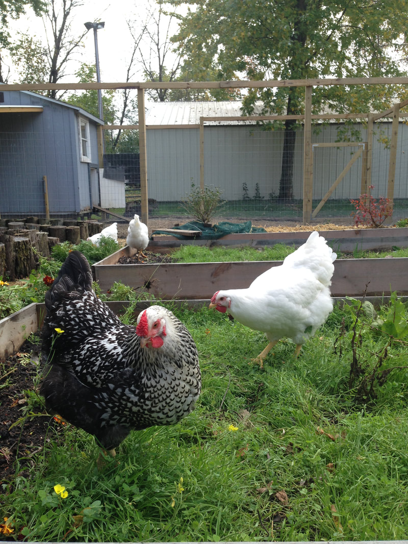Plant a spring or fall cover crop for your chickens in the garden