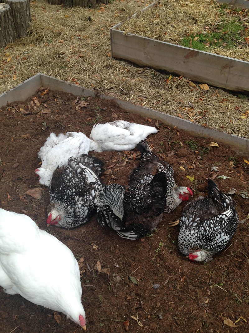 Chickens love to dust bath in freshly prepared garden beds