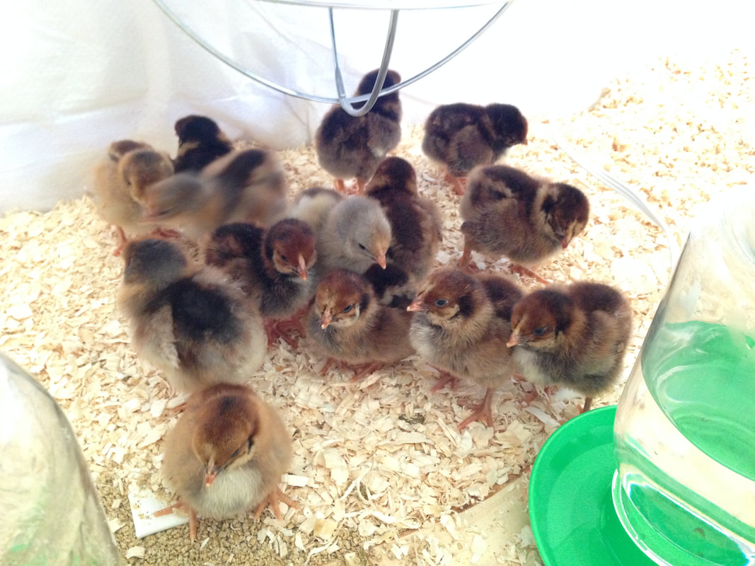 A clutch of chicks