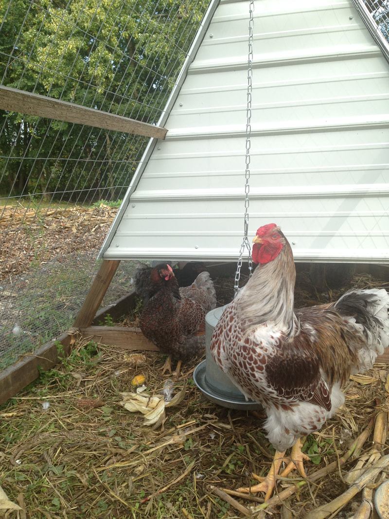 A-Frame chicken tractor examples