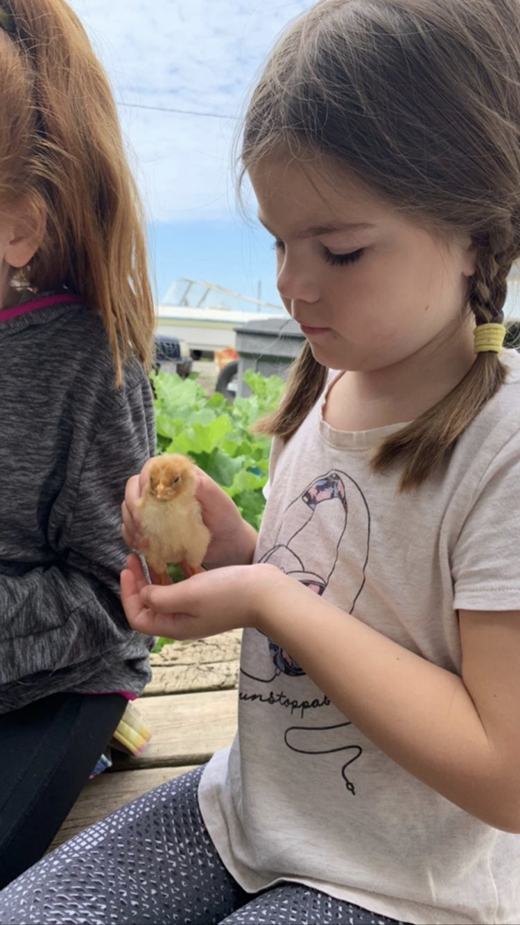 How the brooder box supports local farm programs