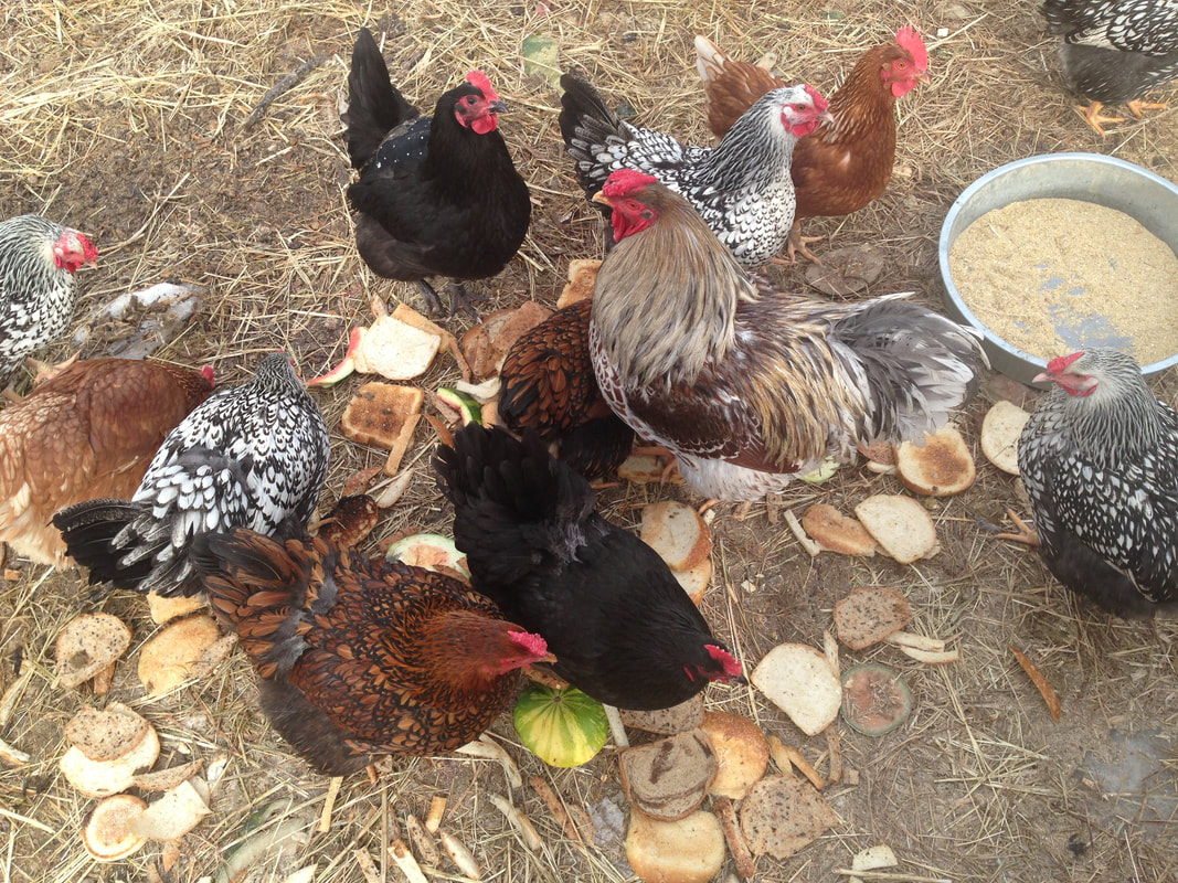 Happy chickens pecking through food waste