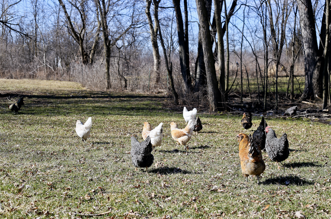 Letting chickens free range the risks versus a chicken tractor