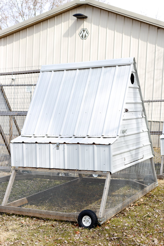 Example of the white metal roof on our A-frame chicken tractor