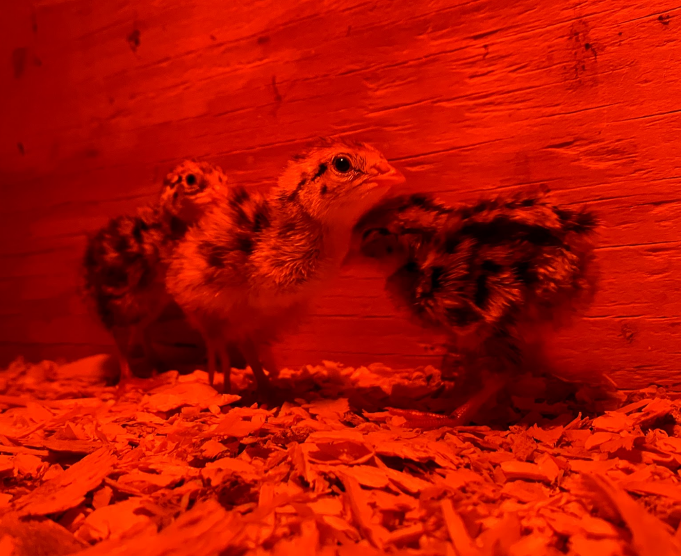 Move the chicks to the brooder after hatching