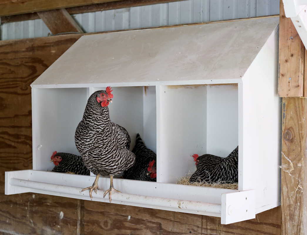 How to build a nesting box from one piece of plywood