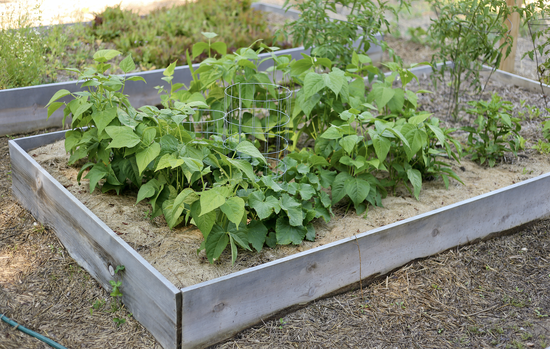 How many raised beds should you build or how big should your garden plot be?