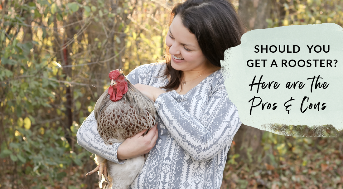 Should you get a rooster? The pros and cons of owning a rooster