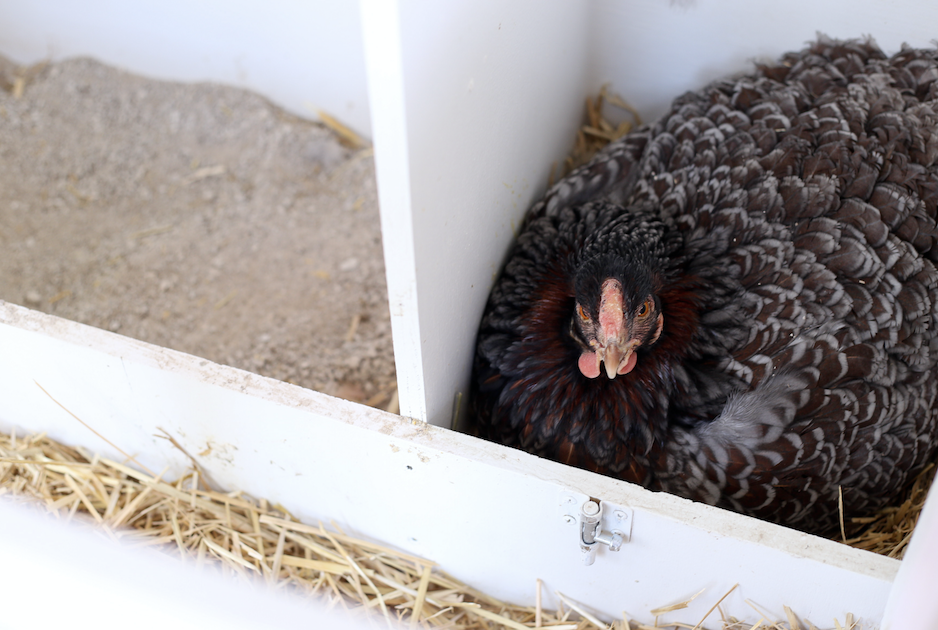 The Brooder Box building plans for your broody hen