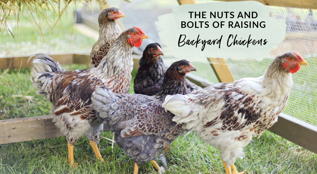 How to get started with raising backyard chickens the basics