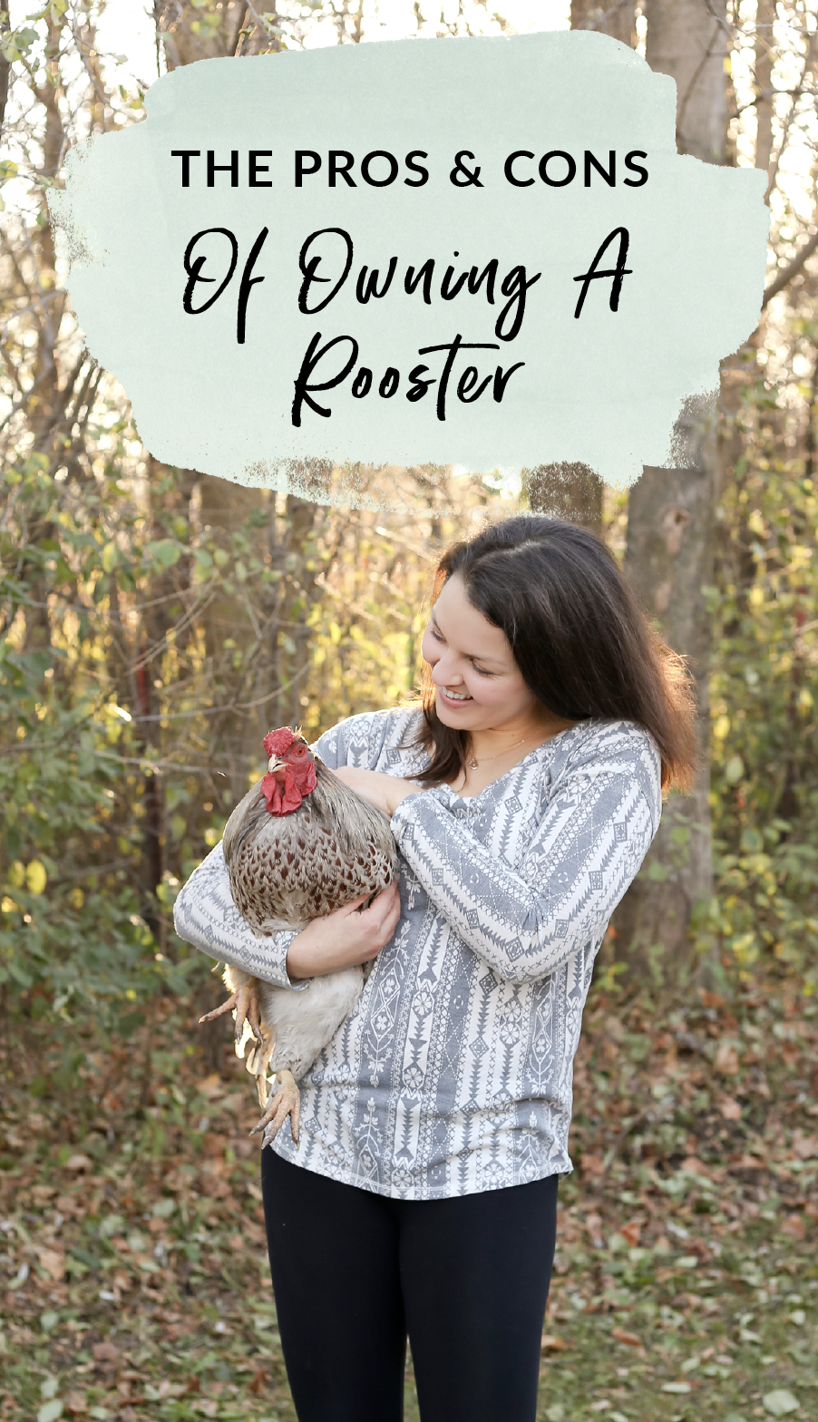 The pros and cons of owning a rooster. Should you get a rooster for your flock of chickens?