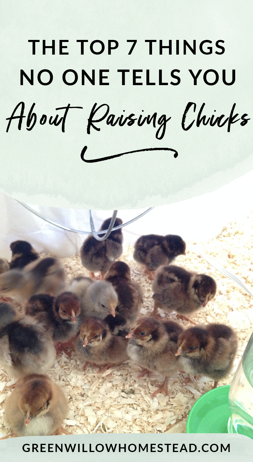 The seven things no one tells you about raising chicks for the first time
