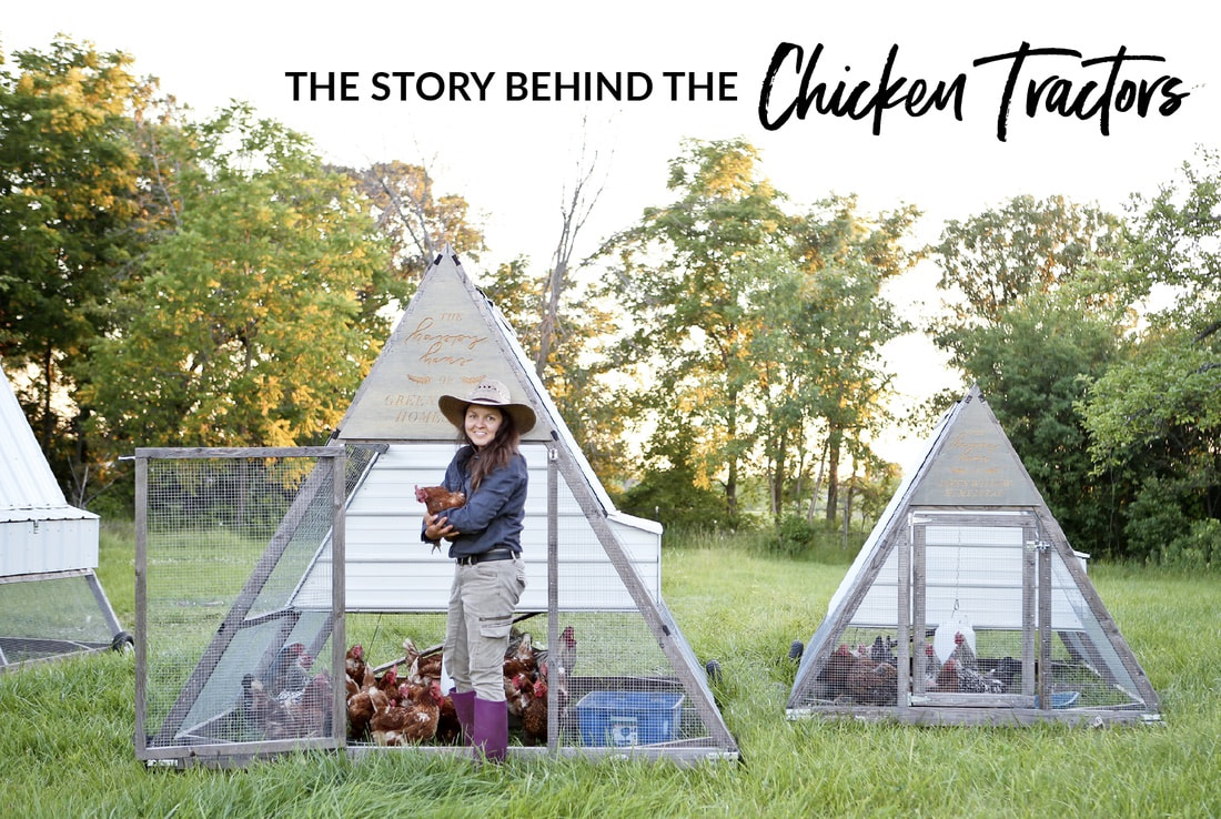 The story behind why we built the a-frame chicken tractors at Green Willow Homestead