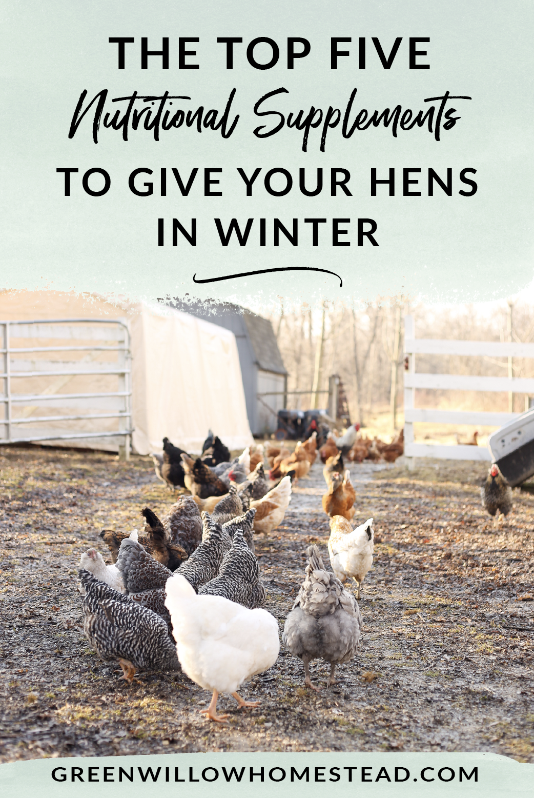 The Top Five Nutritional Supplements To Give Your Hens In Winter