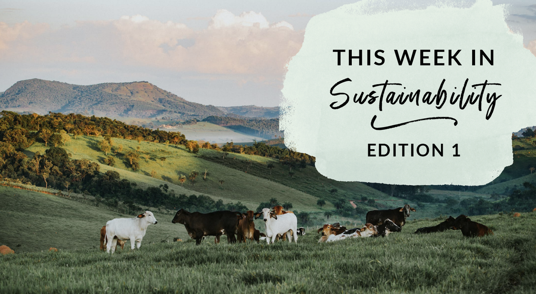 This Week in Sustainability Edition 1 of 2019