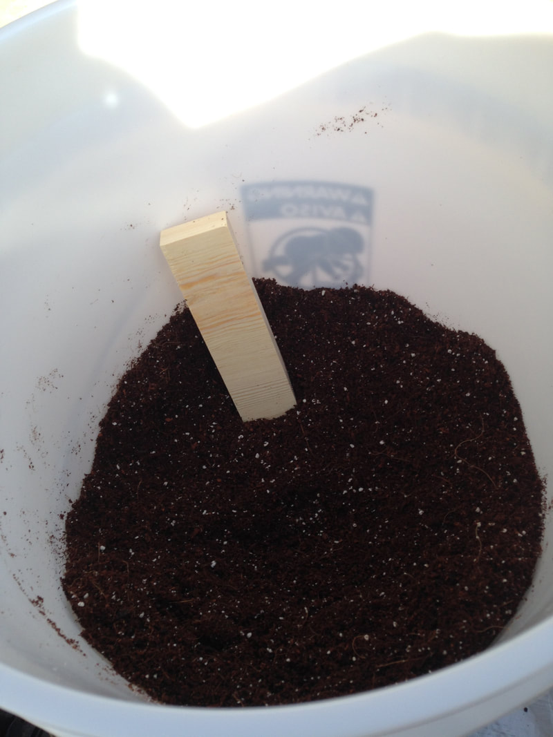 Tamp down your seed starting mix with a piece of wood 